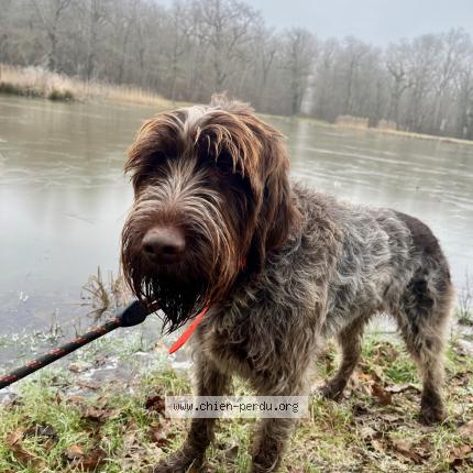 Photo de chien perdu à Saint Quentin Sur Sauxillanges