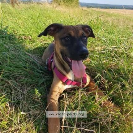 Photo 1/2 APOLINA Chien perdu à Ochain