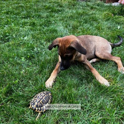 Photo 2/2 APOLINA Chien perdu à Ochain