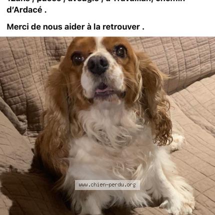 Photo de chien perdu à Travaillan