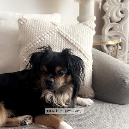 Photo 1/1 Wolf Chien perdu à Fontnay le fleury