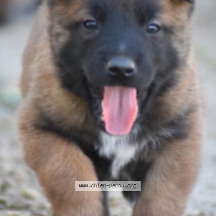 Photo 1/1 « Sans nom » Chien perdu à Fleac