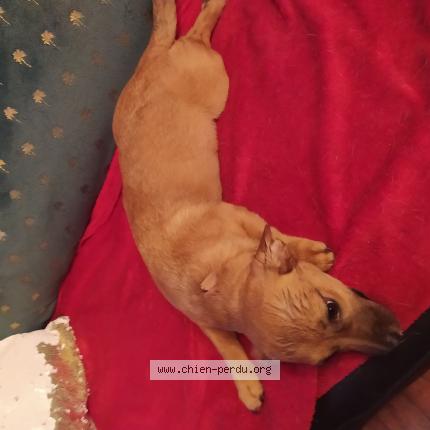 Photo 1/1 Chien trouvé Trouvé à Biars sur cete