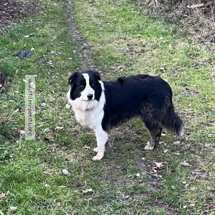 Photo 1/1 Chien retrouvé Trouvé à Favieres