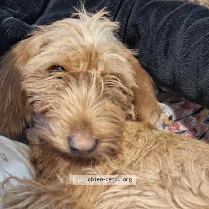 Photo 1/1 Chien retrouvé Perdu à Lanester