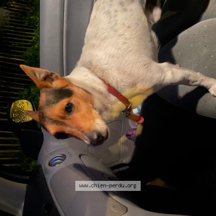 Photo 1/1 Chien retrouvé Trouvé à Bois plage