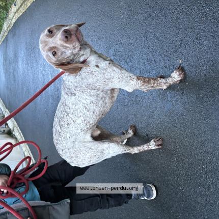 Photo 1/1 Chien retrouvé Trouvé à Saint meme les carrieres