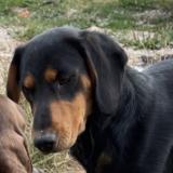 Photo de chien perdu à Theuley