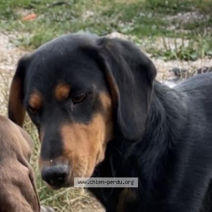 Photo 1/1 Urus Chien perdu à Theuley