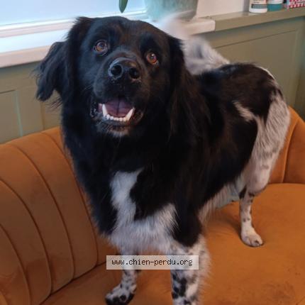 Photo 1/1 Chien retrouvé Perdu à Miremont