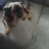 Photo de chien perdu à Kerfot