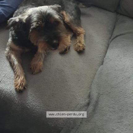 Photo 1/1 Éclipse Chien perdu à Kerfot