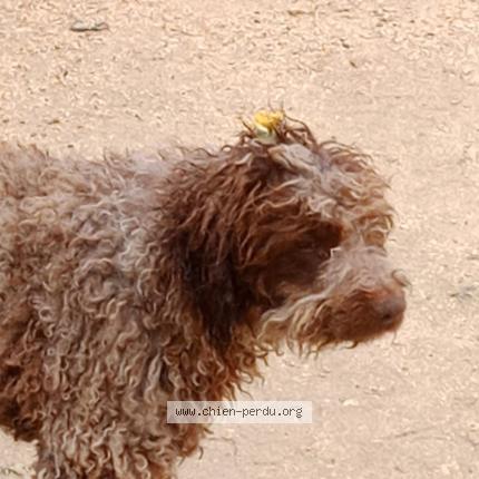 Photo 1/1 Chien retrouvé Perdu à Nimes