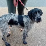 Photo de chien trouvé à Corronsac