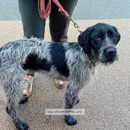 Photo 1/1 Chien trouvé Trouvé à Corronsac