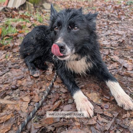 Photo 1/1 Chien trouvé Trouvé à Zittersheim