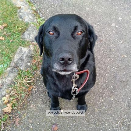 Photo 1/1 Chien retrouvé Perdu à Botsorhel