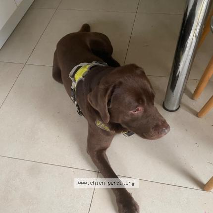 Photo 1/1 Chien trouvé Trouvé à Nimes