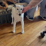 Photo de chien perdu à Gonneville Sur Mer