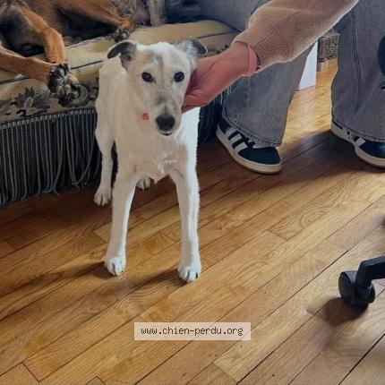 Photo 1/1 Bidou Chien perdu à Gonneville sur mer