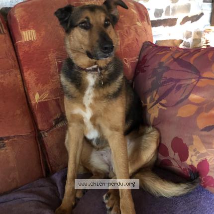 Photo 1/1 Rita Chien perdu à Villepot