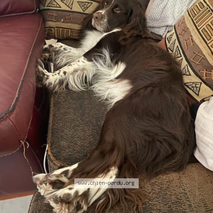 Photo 1/1 Nelson Chien perdu à Octeville sur mer