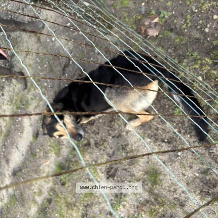 Photo 1/1 Chien trouvé Trouvé à Soustons