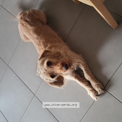 Photo 1/1 Sunny Chien perdu à Rauzan