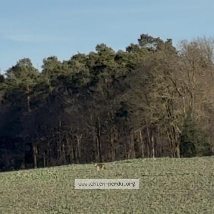 Photo 1/1 Chien trouvé Trouvé à Amay