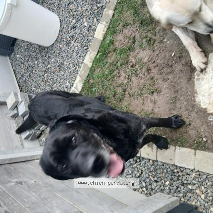 Photo 1/1 Chien retrouvé Trouvé à Baudre
