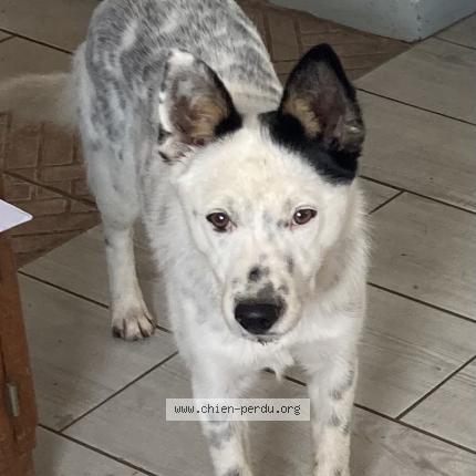 Photo 1/1 Snoopie Chien perdu à Marsolan