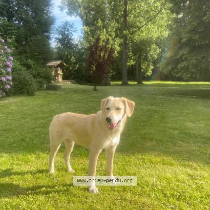 Photo 1/1 Mia Chien perdu à Sombreffe