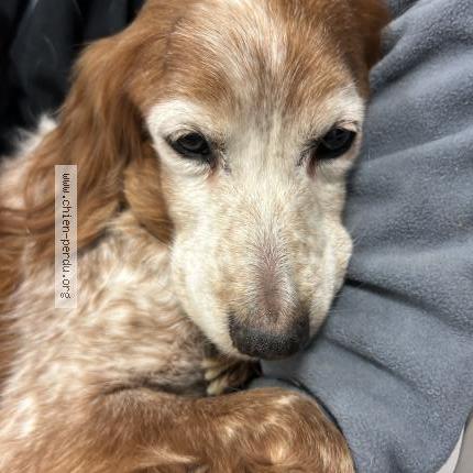 Photo 1/1 Chien trouvé Trouvé à Meyreuil