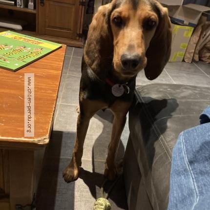 Photo 1/1 Chien retrouvé Perdu à Saint cirgues en montagne