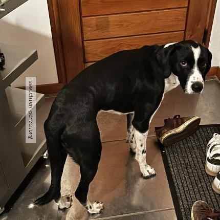 Photo 1/1 Chien trouvé Trouvé à Voiron