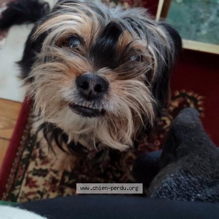 Photo de chien perdu à Cambrai