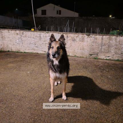 Photo 1/1 Chien retrouvé Trouvé à Fr 49600 beaupreau