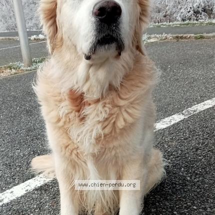 Photo 1/1 Chien retrouvé Perdu à La pomarede