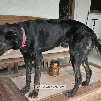 Photo 1/1 Chien trouvé Trouvé à La trinie