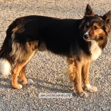 Photo 1/1 Tom Chien perdu à Marsolan