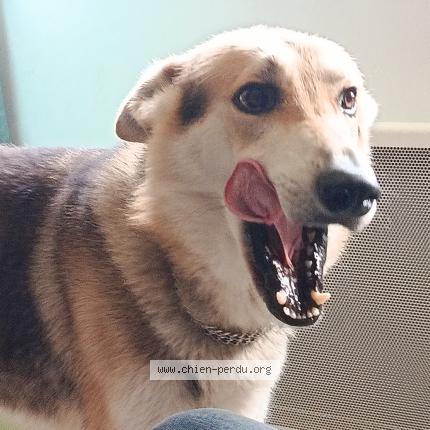 Photo 1/1 Roxy Chien perdu à Montmirail