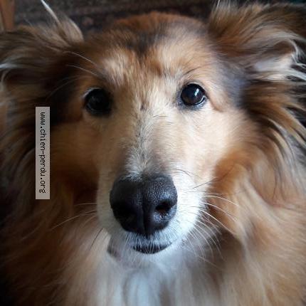 Photo 1/1 Bounty Chien perdu à Chatel