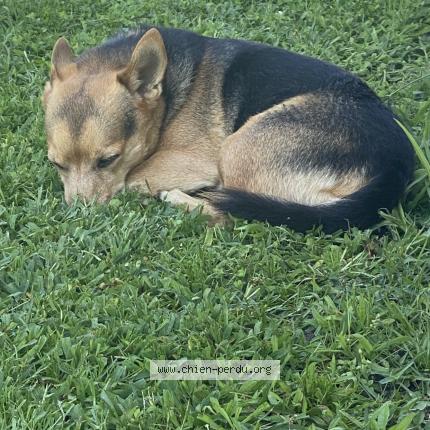 Photo de chien perdu à Audenge