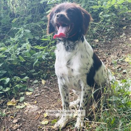 Photo 1/1 Loulou Chien perdu à Curtil sous buffieres
