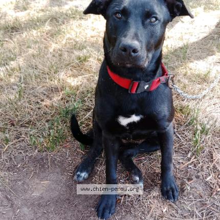Photo 1/1 Apollon Chien perdu à La palme