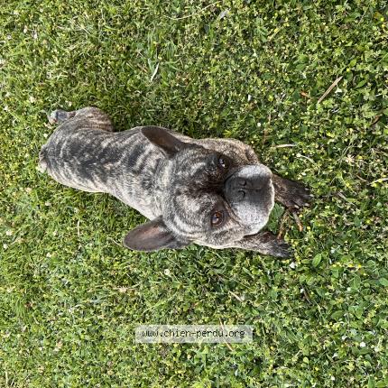 Photo 1/1 Chien retrouvé Perdu à Deyme