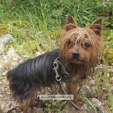 Photo 1/1 Mozart Chien perdu à Sainte Mariekerque