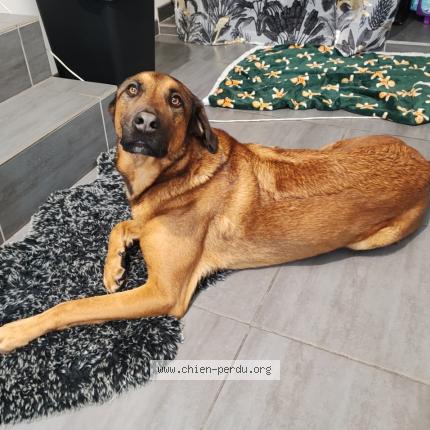 Photo 1/1 Chien retrouvé Trouvé à Montendre