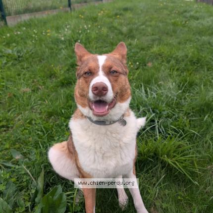 Photo 1/1 Chien retrouvé Perdu à Wattwiller