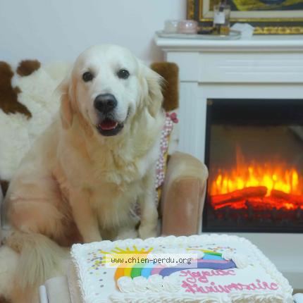 Photo 1/1 Chien retrouvé Perdu à Bussy saint georges